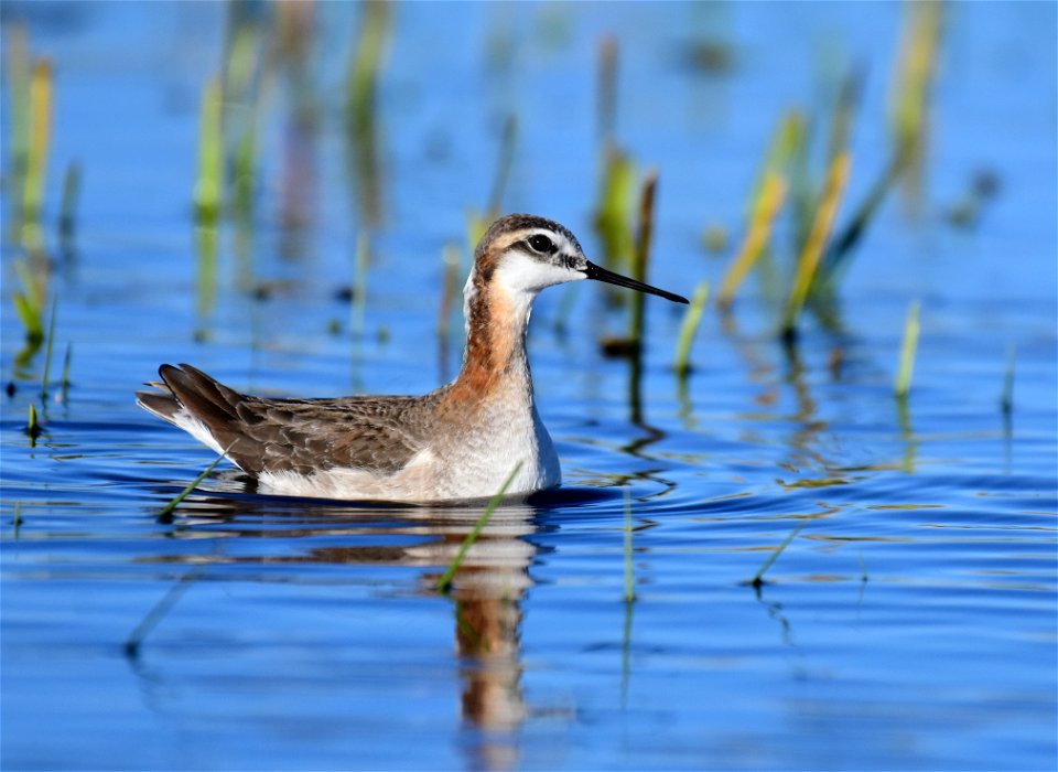 Wilson's phalarope at Seedskadee National Wildlife Refuge