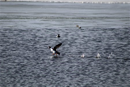 Common Goldeneye Lake Andes National Wildlife Refuge South Dakota