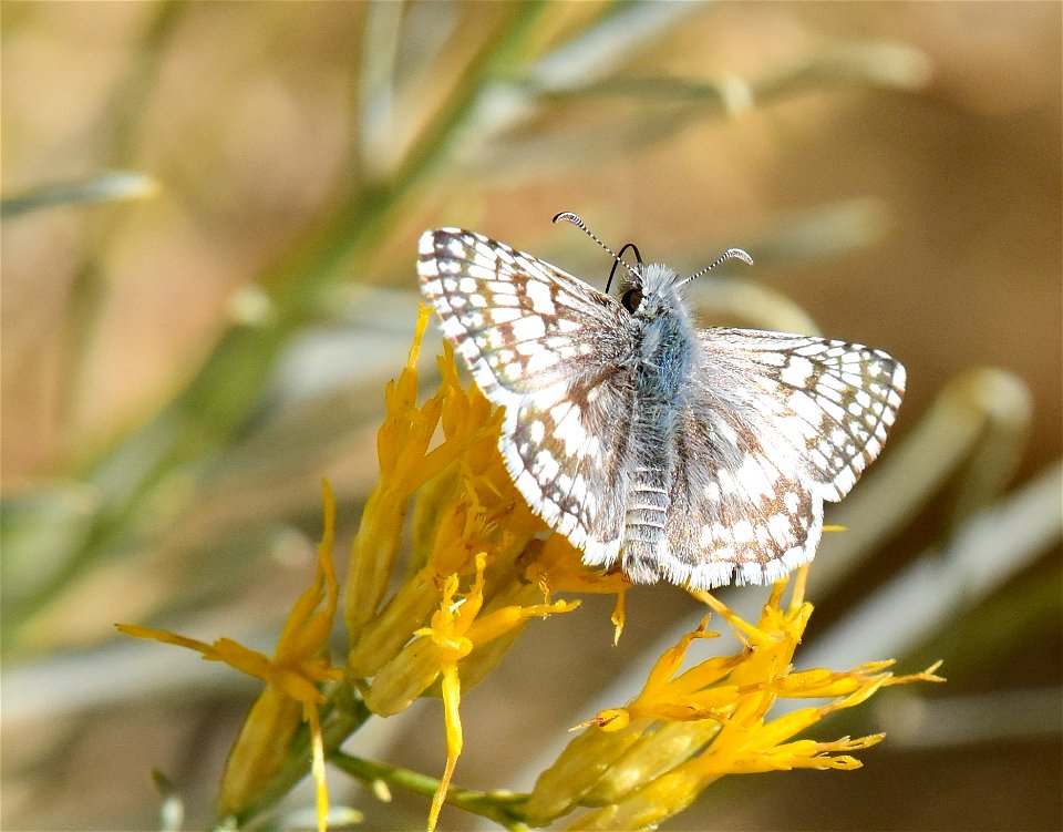 Common checkerd skipper (Pyrgus communis)on rubber rabbitbrush at Seedskadee National Wildlife Refuge