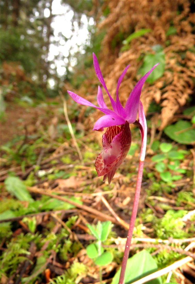 Calypso bulbosa (Fairy slipper) (3-21-2022) tolowa dunes state park, del norte co, ca -01