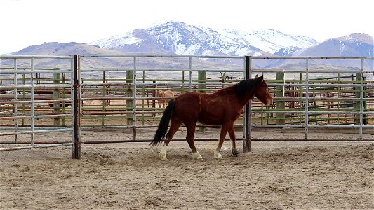 8454_ 3 Year Old Gelding MVI_5840