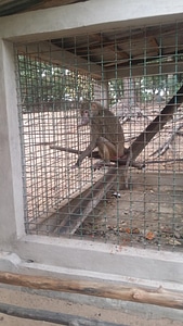 Monkey photo