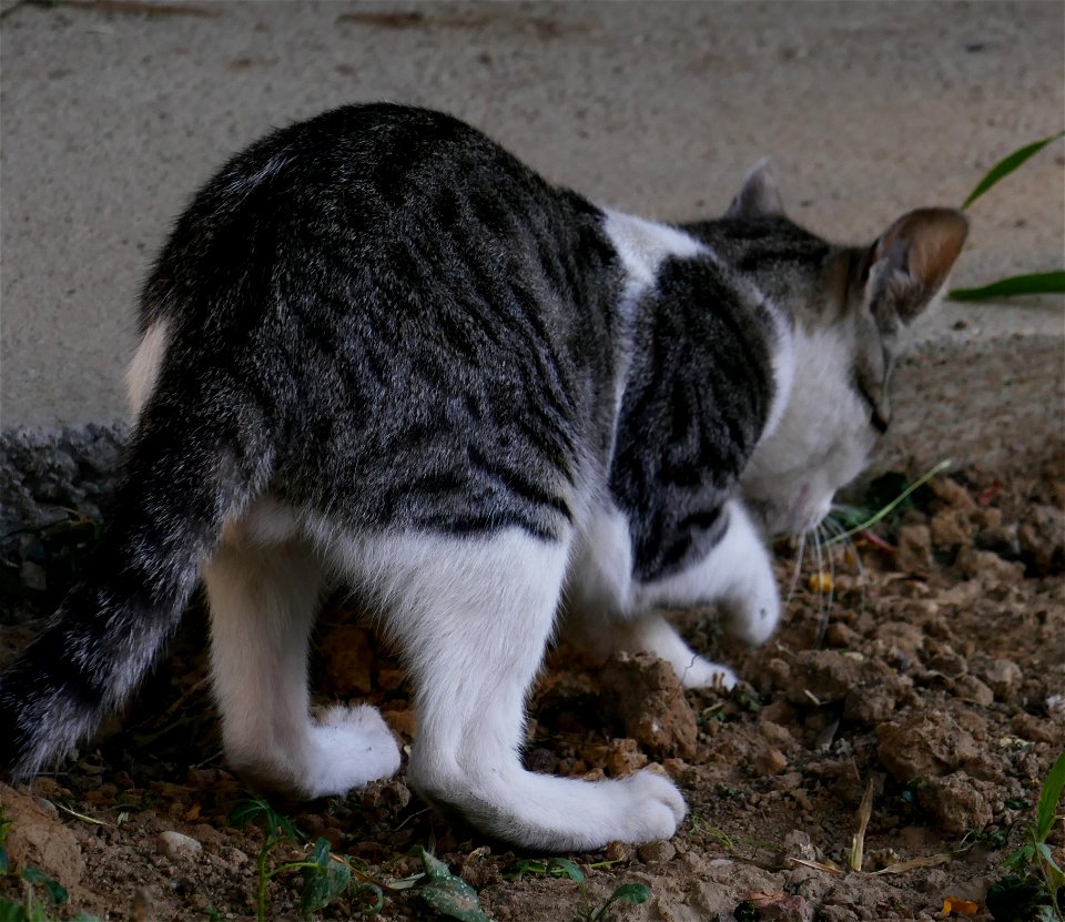 independent-cats_2017_0624_080948