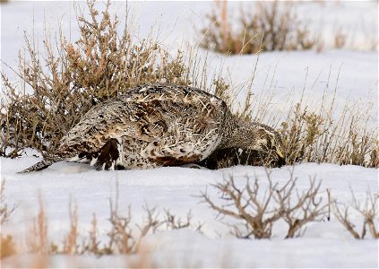 Greater sage-grouse on Seedskadee National Wildlife Refuge photo