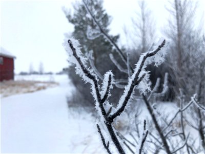 Frozen V Branch photo