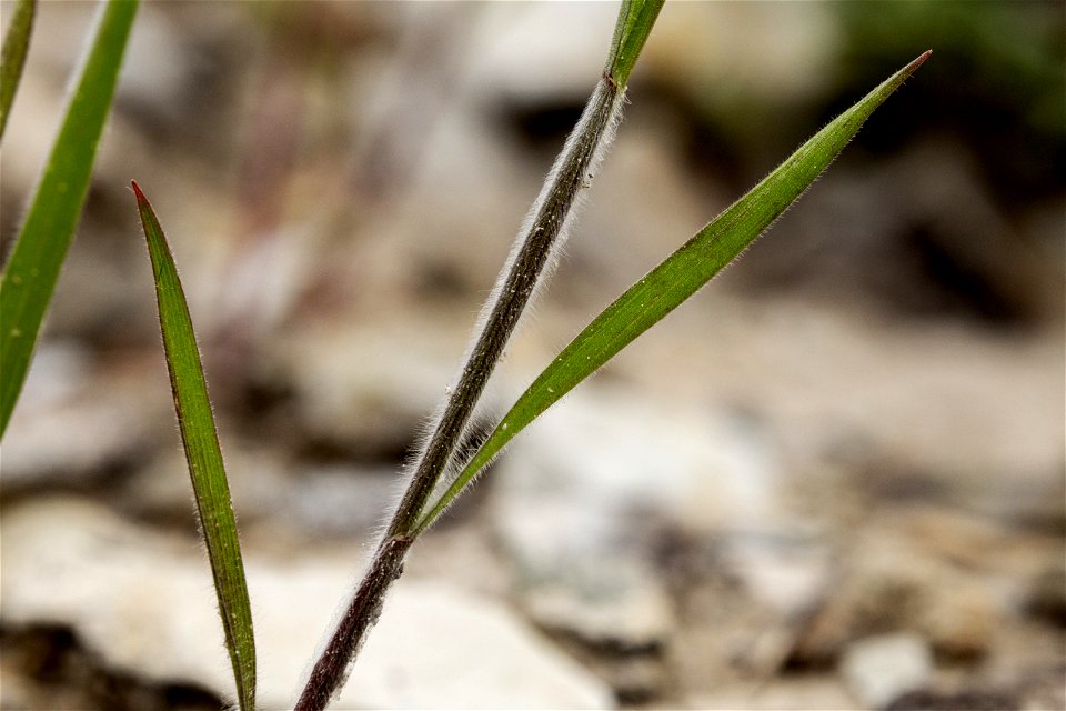 Bromus squarrosus