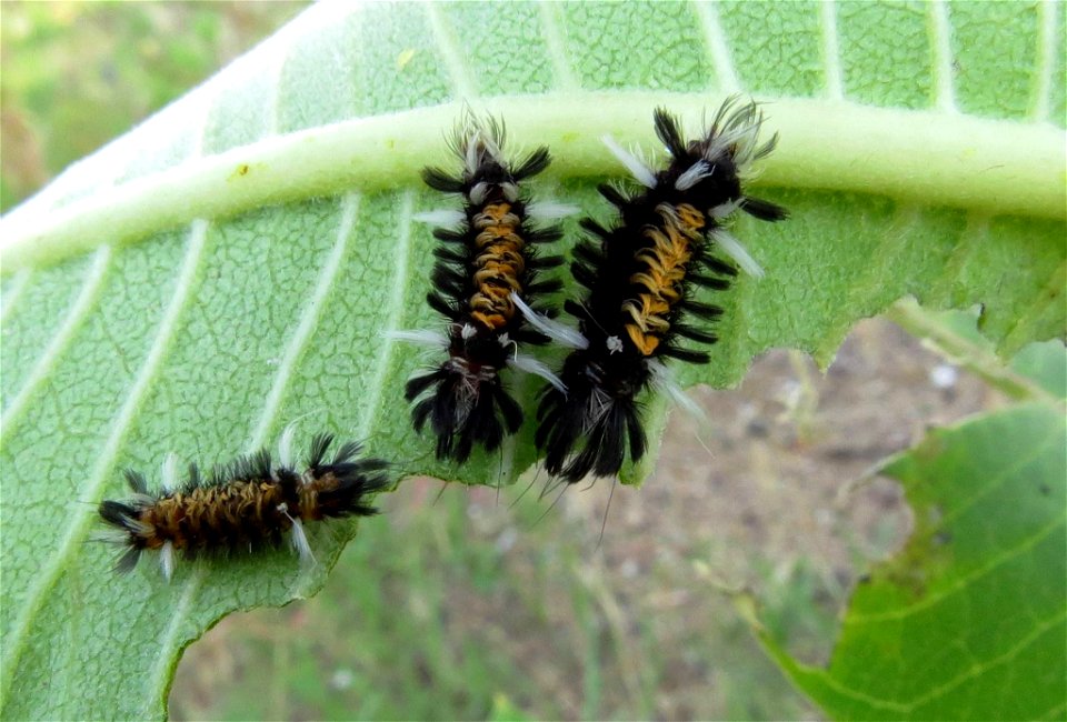 Milkweed Tussock Moth Larvae photo