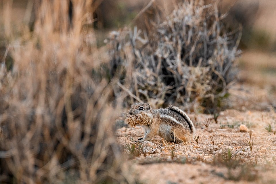 White-tailed Antelope Squirrel photo