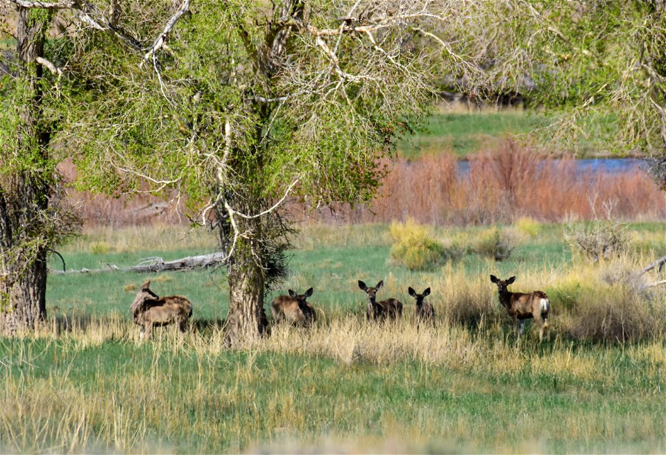 Mule deer on Seedskadee National Wildlife Refuge