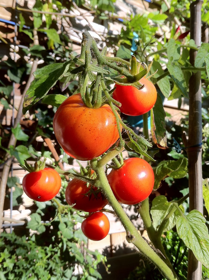 Tomato fruit agriculture nachtschattengewächs