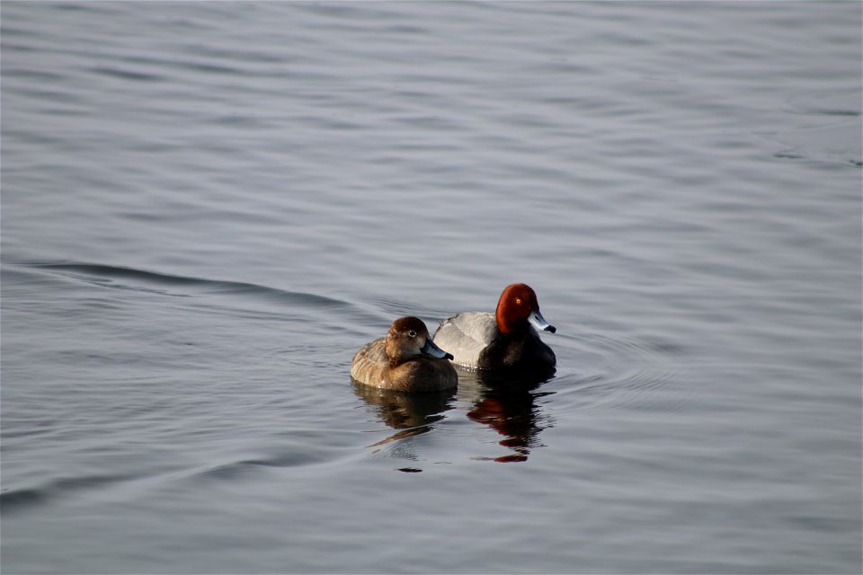 Redhead Pair Lake Andes National Wildlife Refuge South Dakota photo