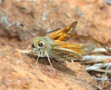 SKIPPER, COLUMBIAN (Hesperia columbia) (05-15-2022) 8 dollar mountain botanical wayside, josephine co, or (10)