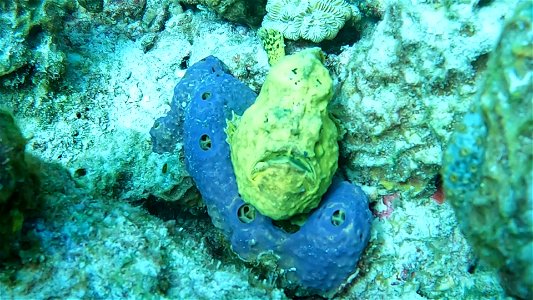 Frog fish staring up Bonaire Bari Reef last day