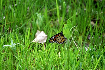 Monarch butterfly laying an egg on a common milkweed plant in Minnesota photo