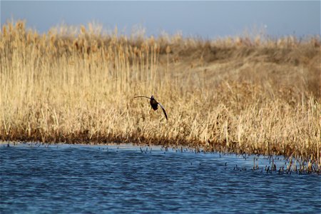 Blue-winged Teal Landing Owens Bay Lake Andes National Wildlife Refuge South Dakota