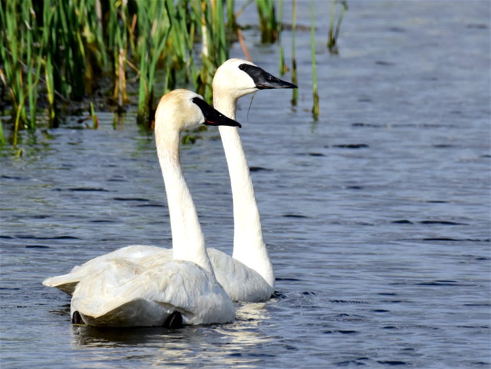 Trumpeter swans at Seedskadee National Wildlife Refuge