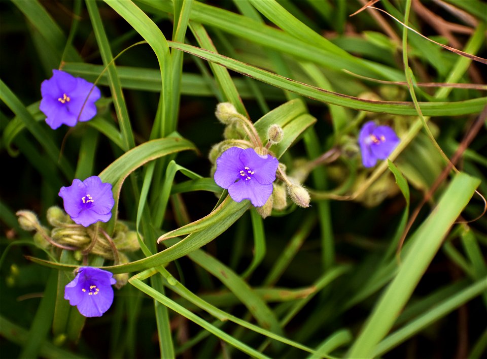 Spiderwort Lake Andes Wetland Management District South Dakota