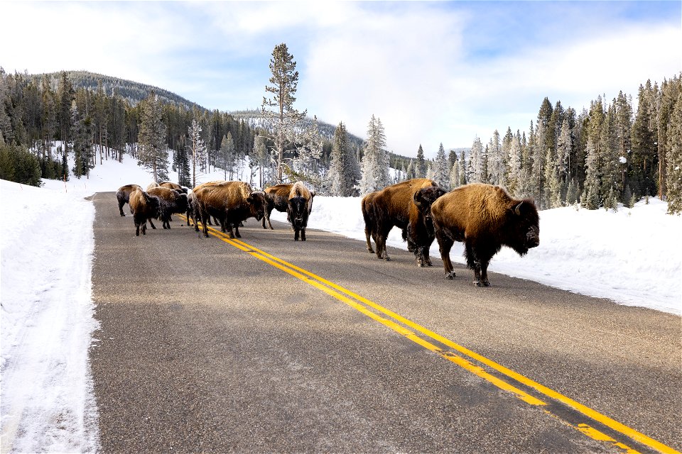 Spring biking road conditions 2023: bison in the road (2)