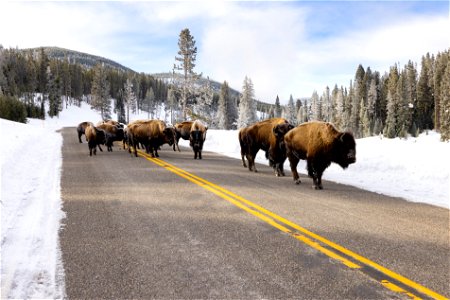 Spring biking road conditions 2023: bison in the road (2) photo