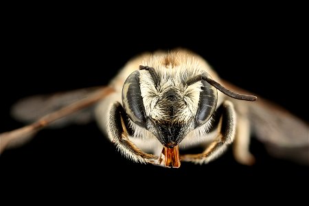 Megachile leachella, f, face, J. T. Smit, Netherlands_2021-12-16-18.49.34 ZS PMax UDR copy