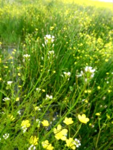Cardamine parviflora L., 1759
