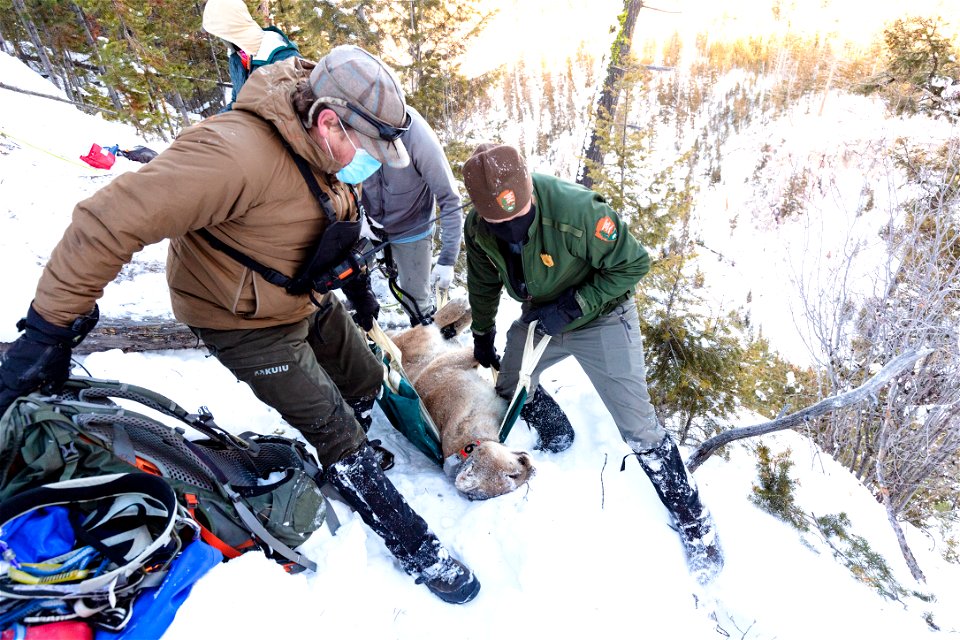 Cougar capture and collar: moving cougar to a safe release location photo