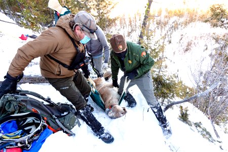 Cougar capture and collar: moving cougar to a safe release location
