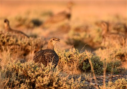 Greater sage-grouse at Seedskadee National Wildlife Refuge photo