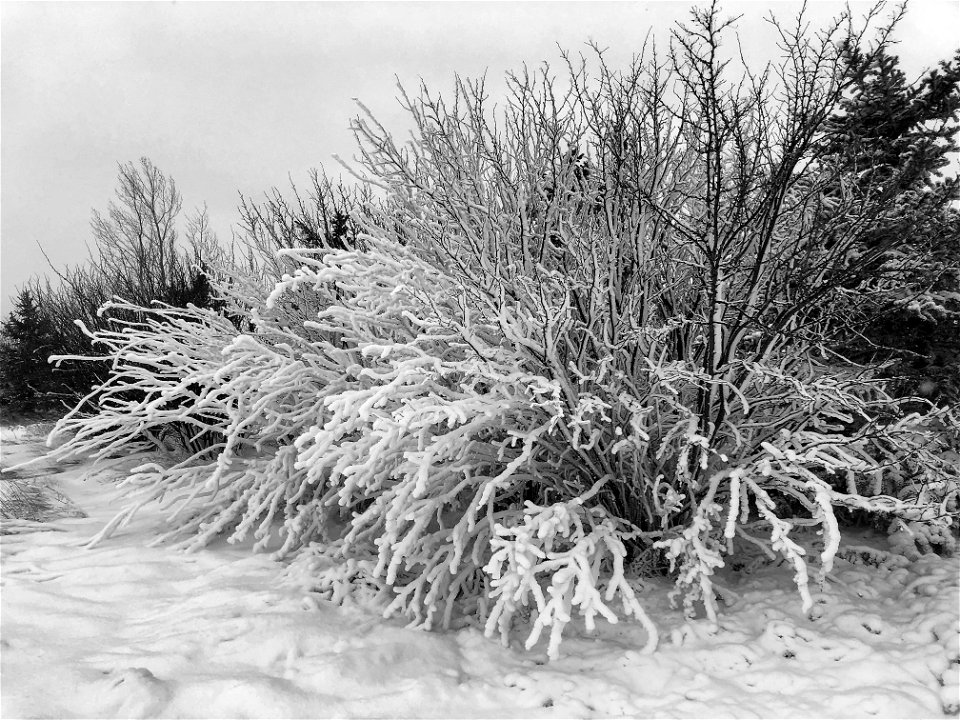 2021/365/322 Frosted Caragana!
