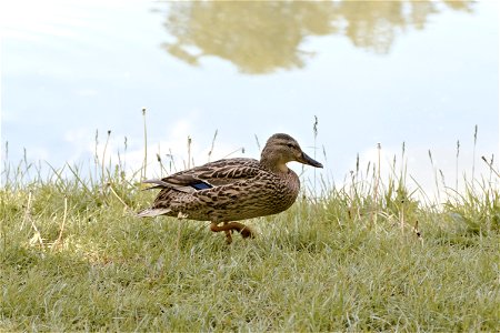 A duck, Chisinau Botanical Garden photo