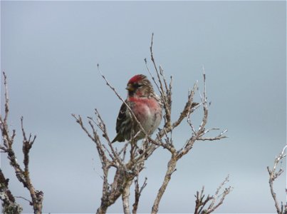 Common redpoll photo