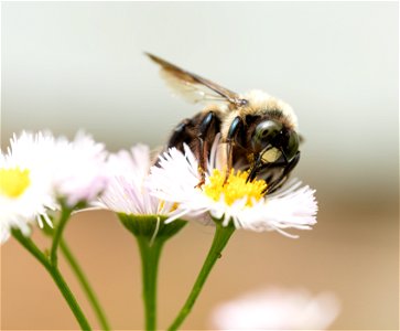 Daisy Fleabane Bee photo