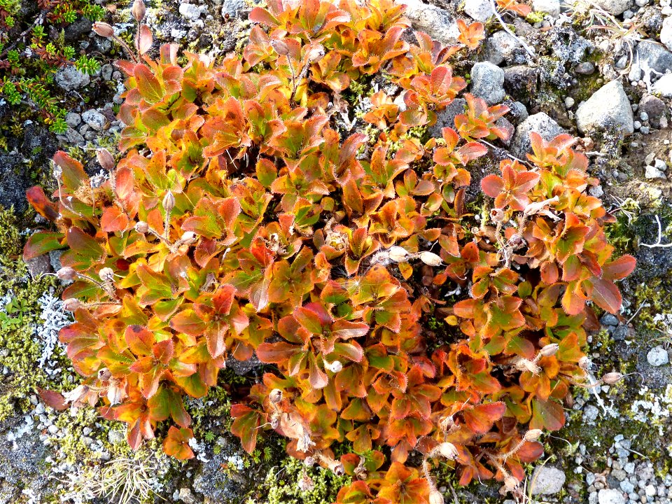 Fall colors in Izembek wilderness