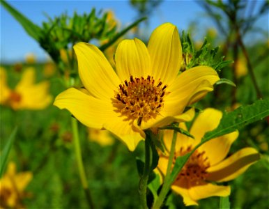 Tickseed sunflowers photo