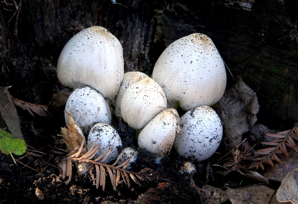 Coprinopsis atramentaria,