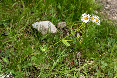 Erigeron eximius