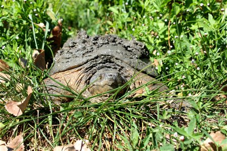 Snapping Turtle photo