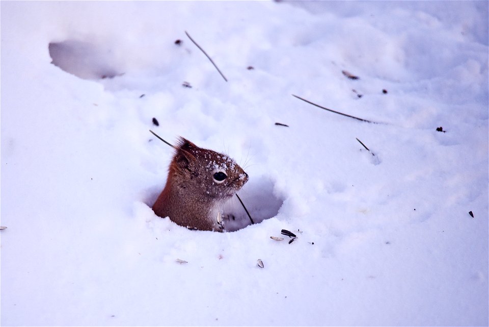 Red squirrel in the snow photo