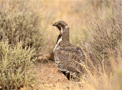 Greater sage-grouse at Seedskadee National Wildlife Refuge photo