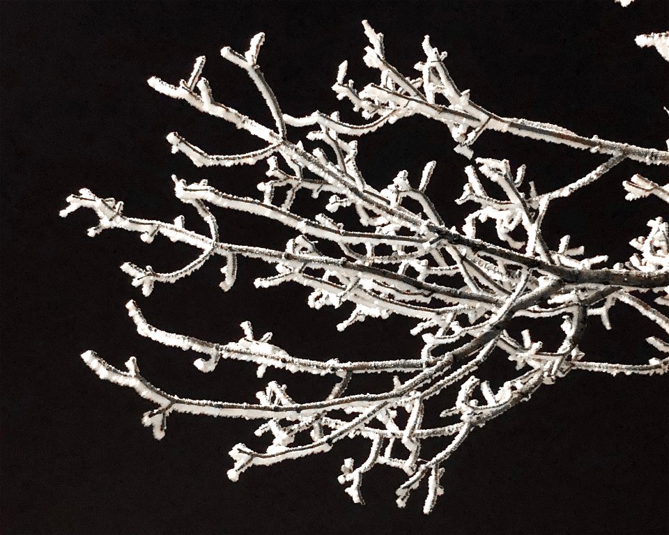 Flocked tree