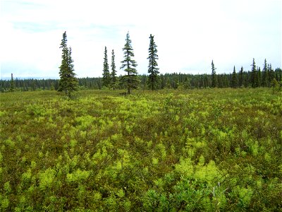 Black spruce on forest edge