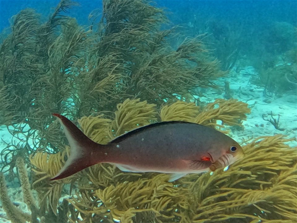 Creole fish with isopods closeup Bonaire