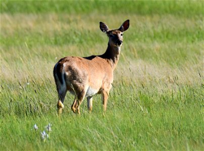 White-tailed deer at Seedskadee National Wildlife Refuge Wyoming photo