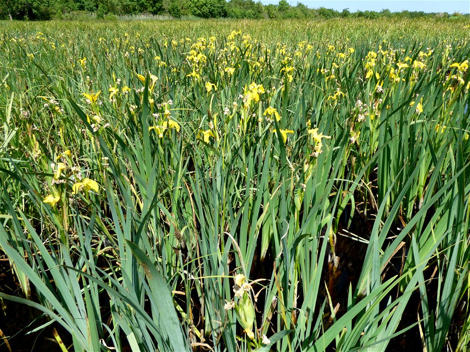 Iris pseudacorus L., 1753