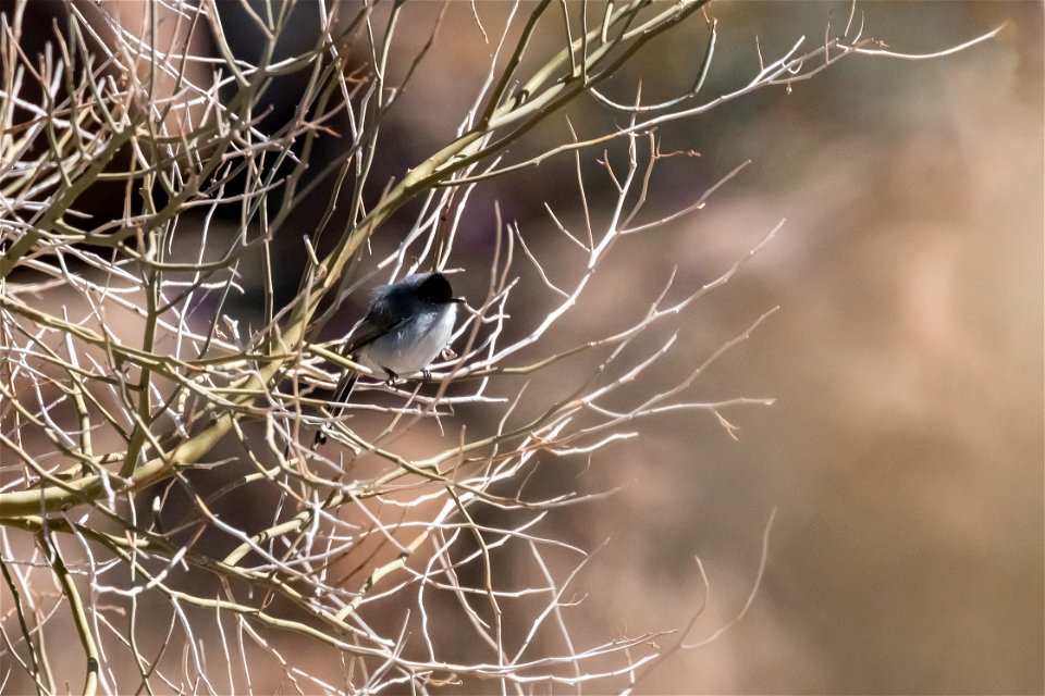 Black-tailed Gnatcatcher (Polioptila melanura)