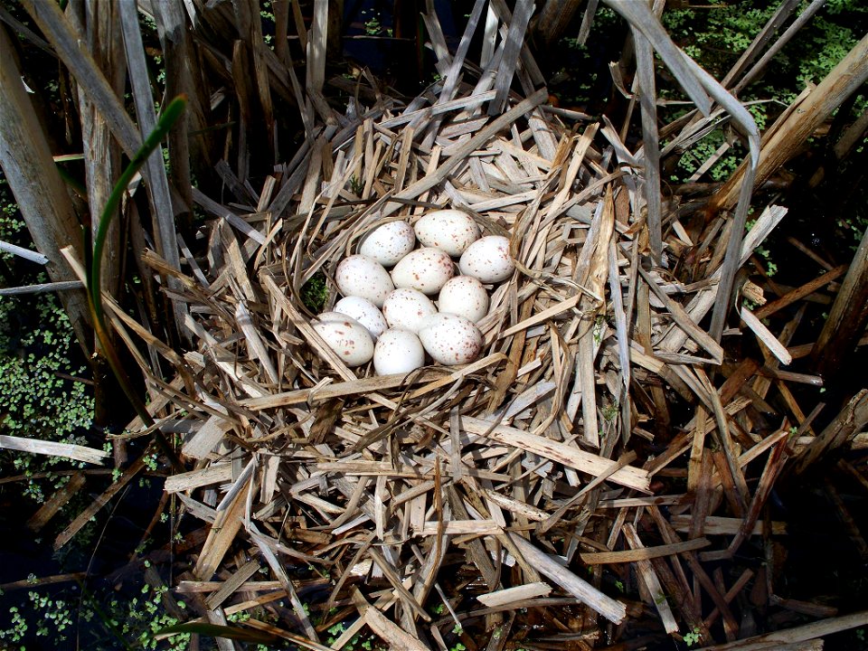 Sora Nest photo