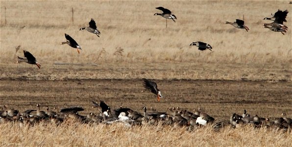 Spring Goose Migration at the Huron Wetland Management District South Dakota photo