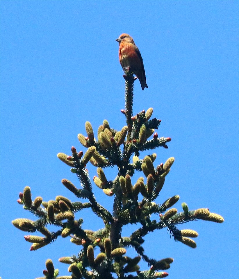 965 - RED CROSSBILL type 10 (5-18-2021) yard, crescent city, del norte co, ca -03