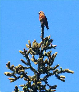965 - RED CROSSBILL type 10 (5-18-2021) yard, crescent city, del norte co, ca -03