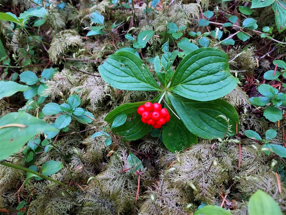 Bunchberries, Mt. Baker-Snoqualmie National Forest. Photo by Anne Vassar Aug. 10, 2021.